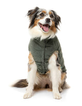 shibu wearing the Mosman Puffer Jacket In Khaki for dogs by FuzzYard