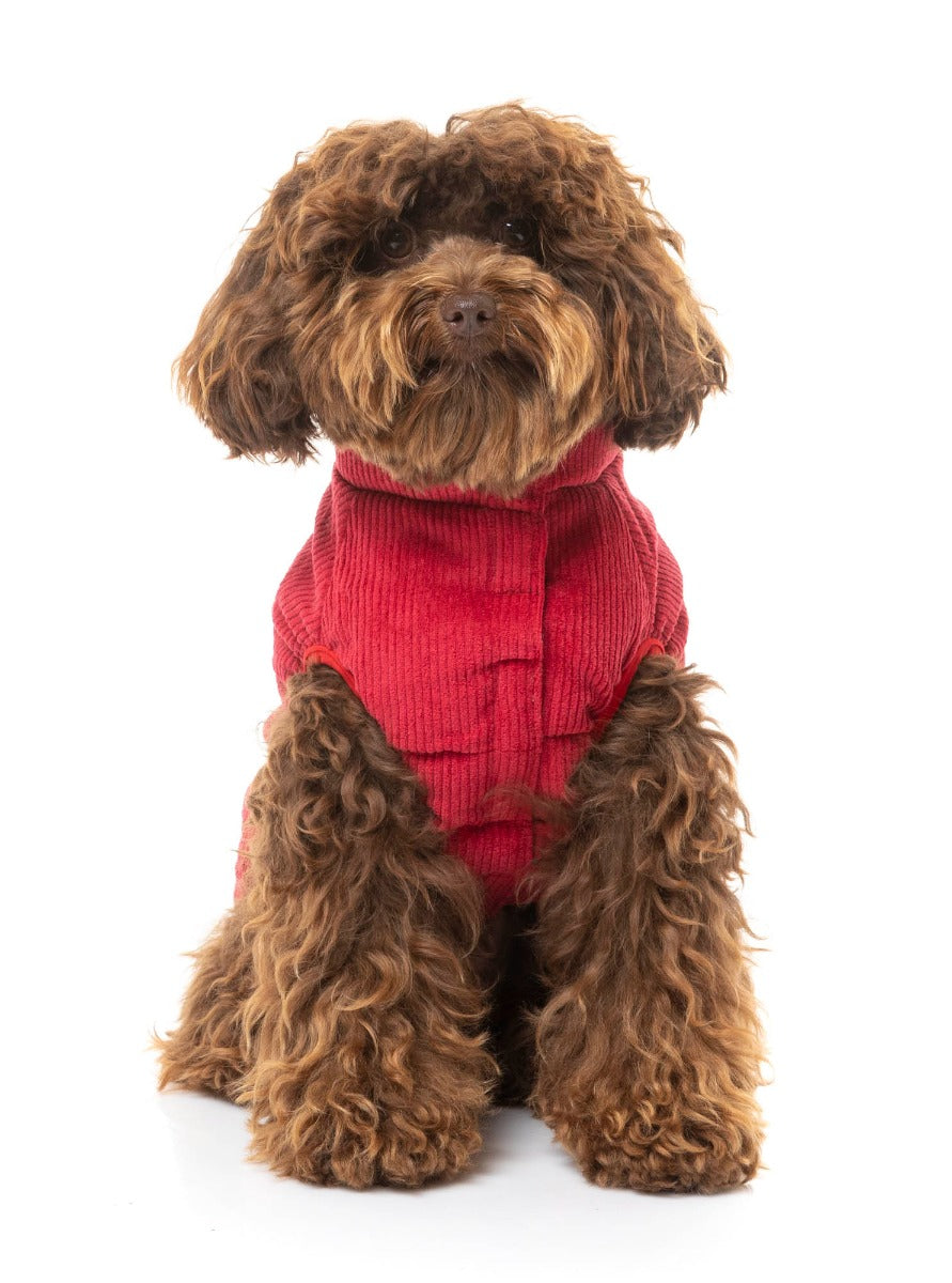 small dog wearing Mosman Puffer Jacket In Red - FuzzYard