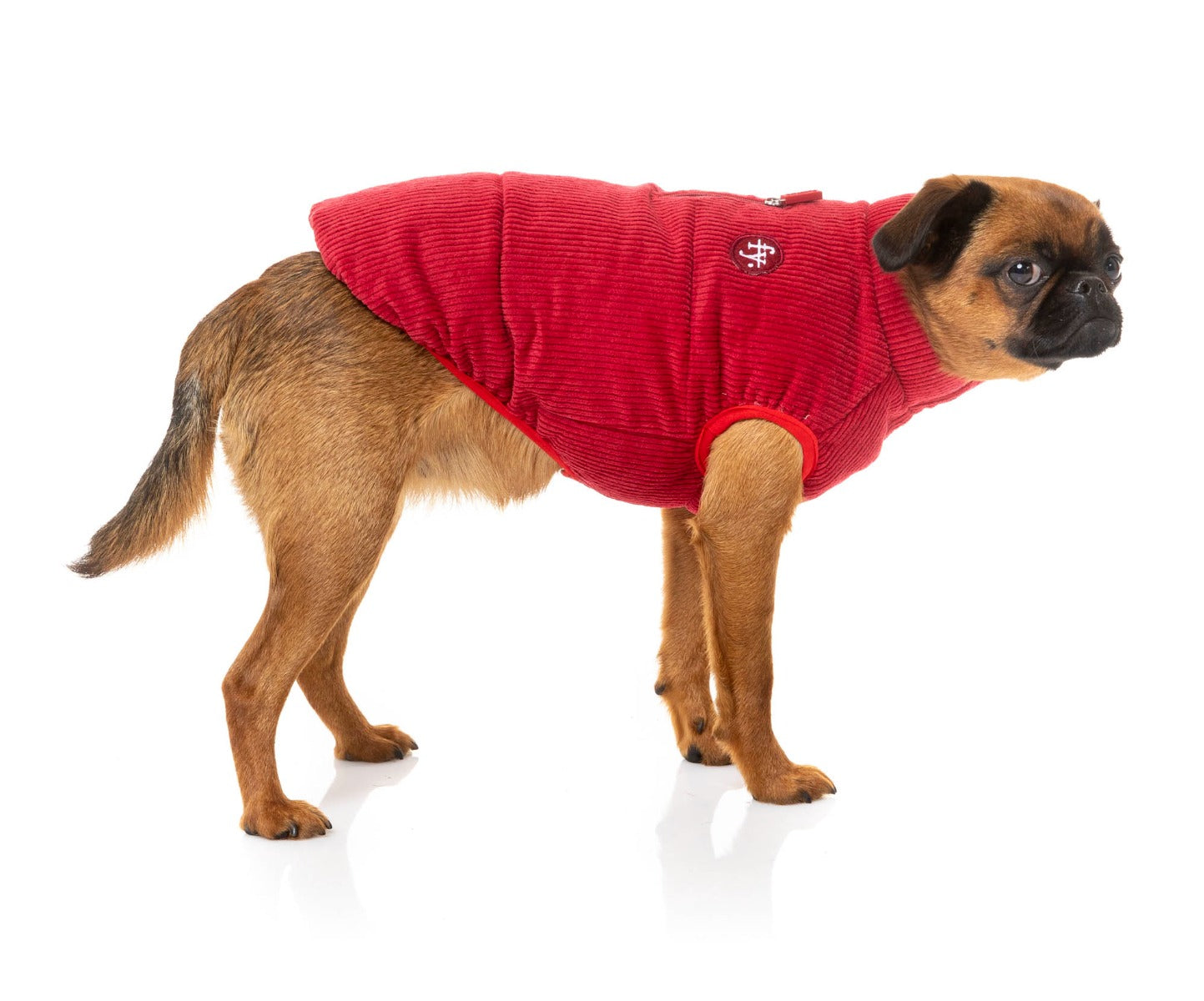 small dog wearing Mosman Puffer Jacket In Red - FuzzYard