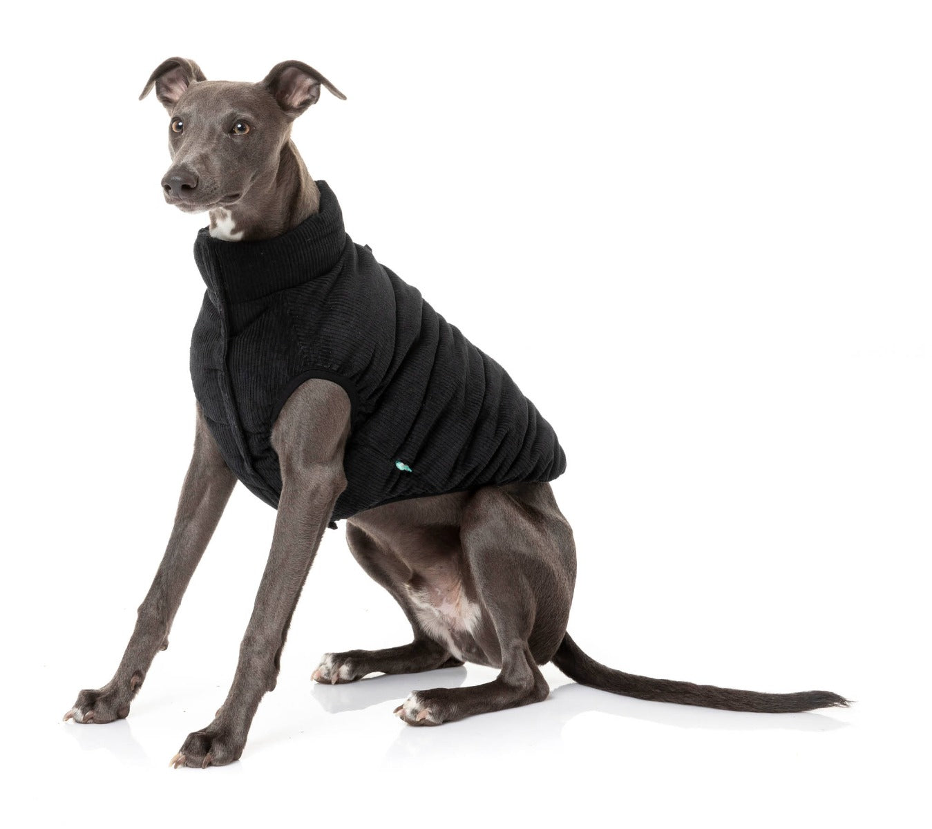 whippet in Mosman Puffer Jacket In Black for dogs - FuzzYard