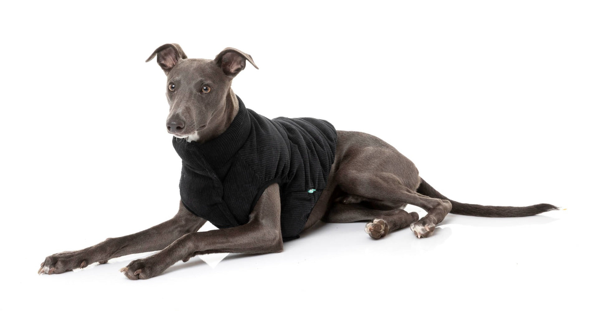 whippet in Mosman Puffer Jacket In Black for dogs - FuzzYard