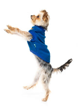 small dog wearing The Woof Sweater in Blue by FuzzYard