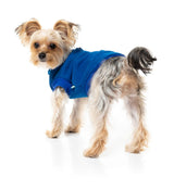 small dog wearing The Woof Sweater in Blue by FuzzYard