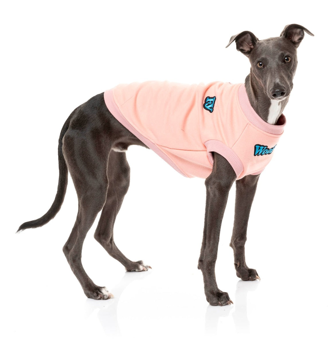 large dog wearing The Woof Sweater in pink by FuzzYard