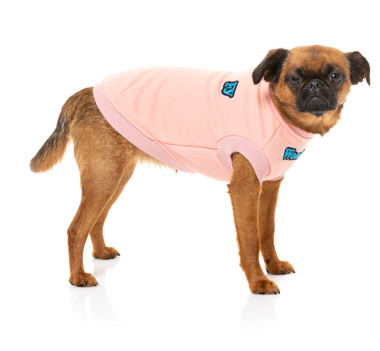 small dog wearing The Woof Sweater in pink by FuzzYard