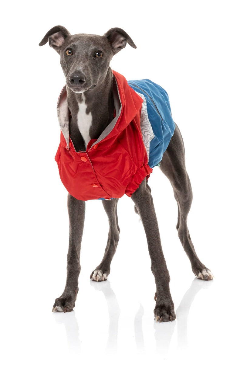 medium dog wearing The Seattle Jacket in red and blue by FuzzYard.