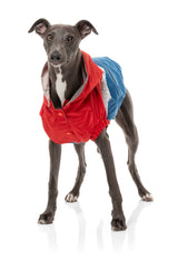 medium dog wearing The Seattle Jacket in red and blue by FuzzYard.