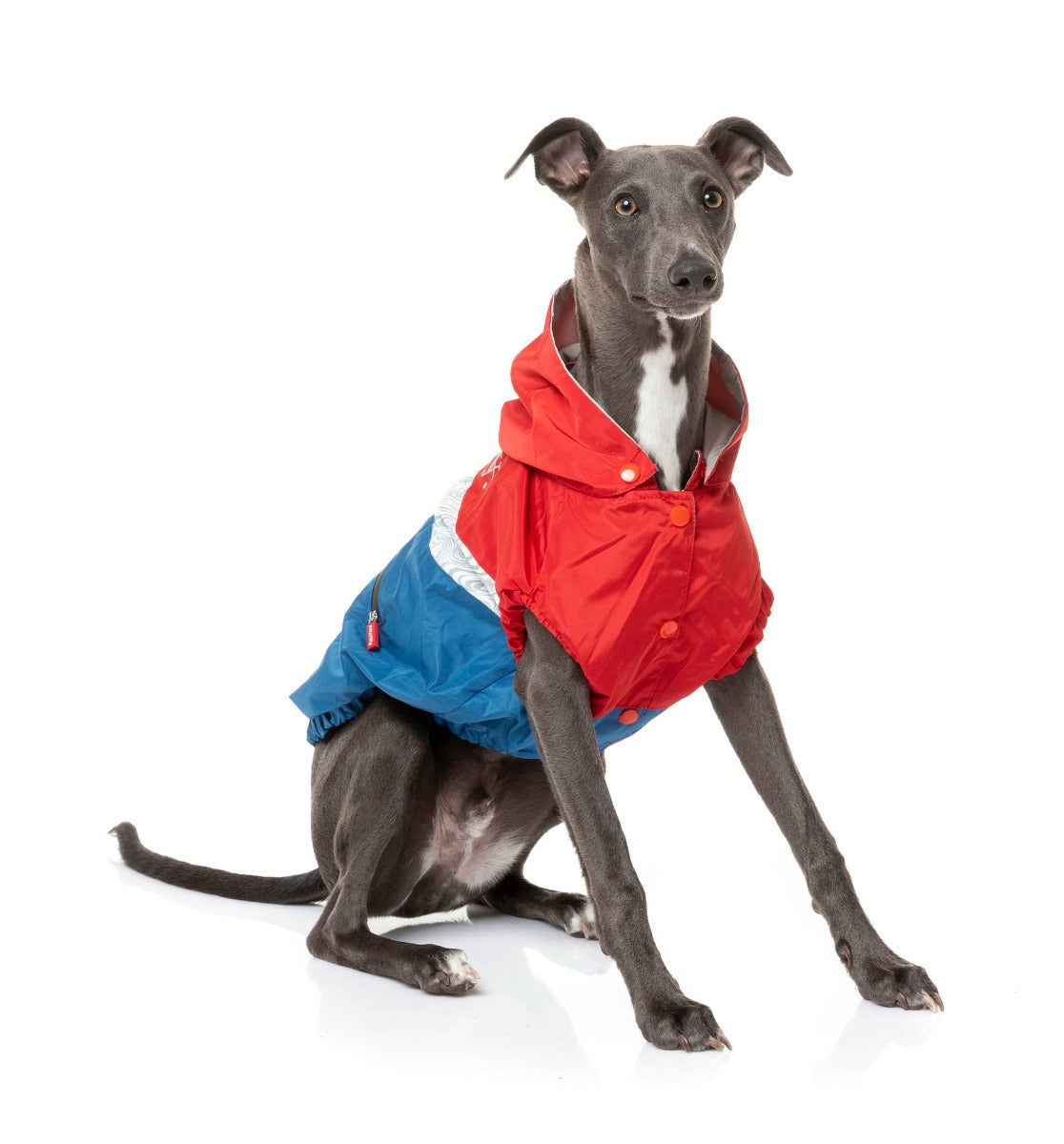 medium dog wearing The Seattle Jacket in red and blue by FuzzYard.
