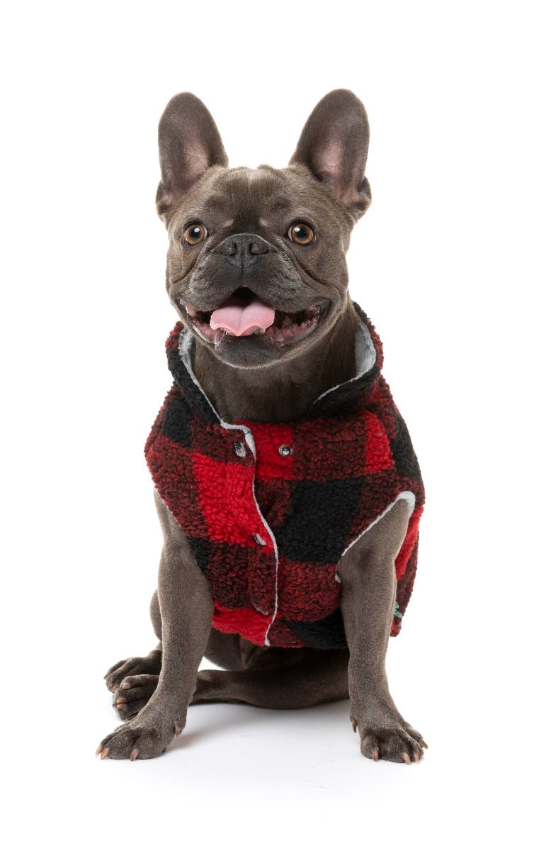 cute dog wearing The Lumberjack Jacket in Black & Red by FuzzYard