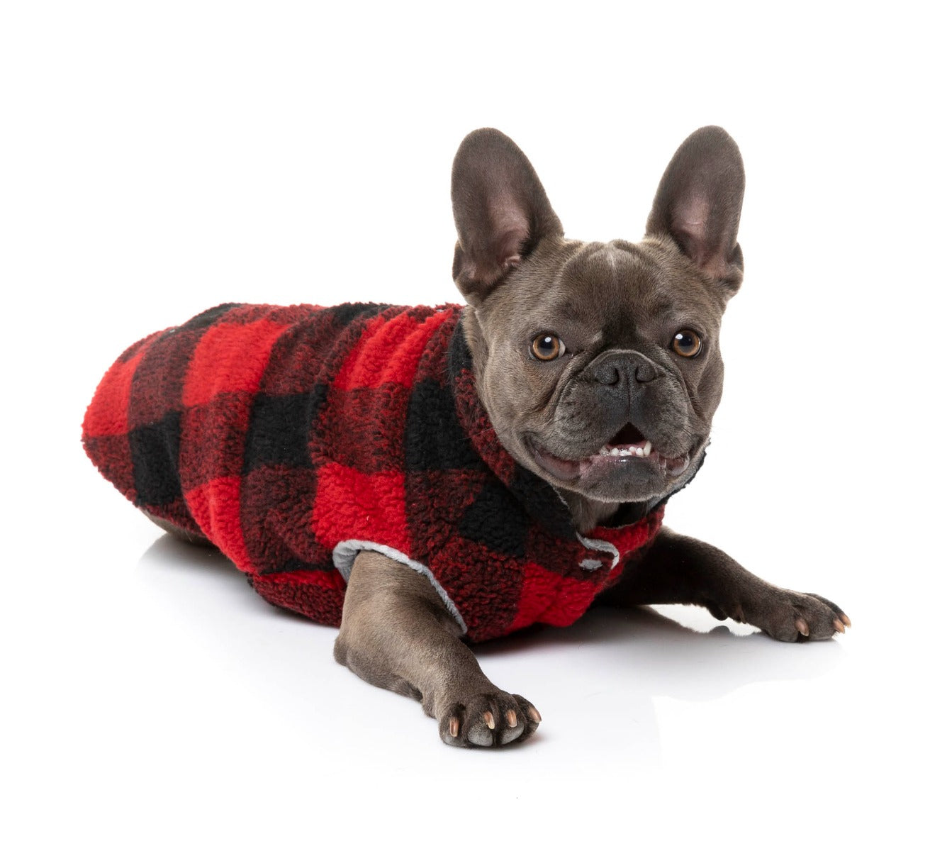 cute dog wearing The Lumberjack Jacket in Black & Red by FuzzYard