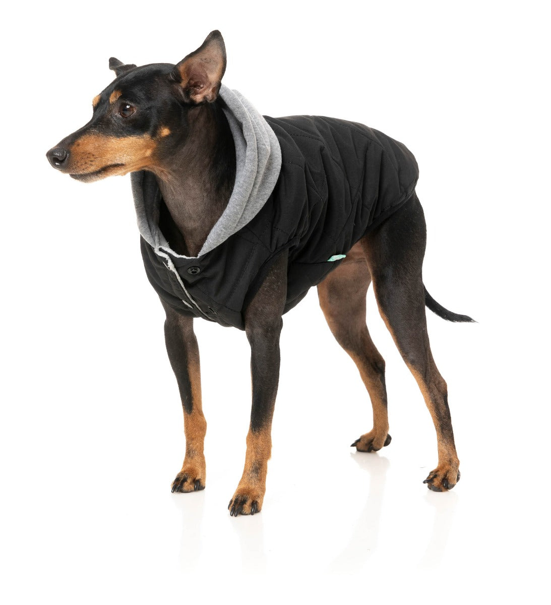 Cremorne Hoodie - Black by FuzzYard