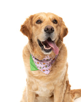 SuShiba Bandana