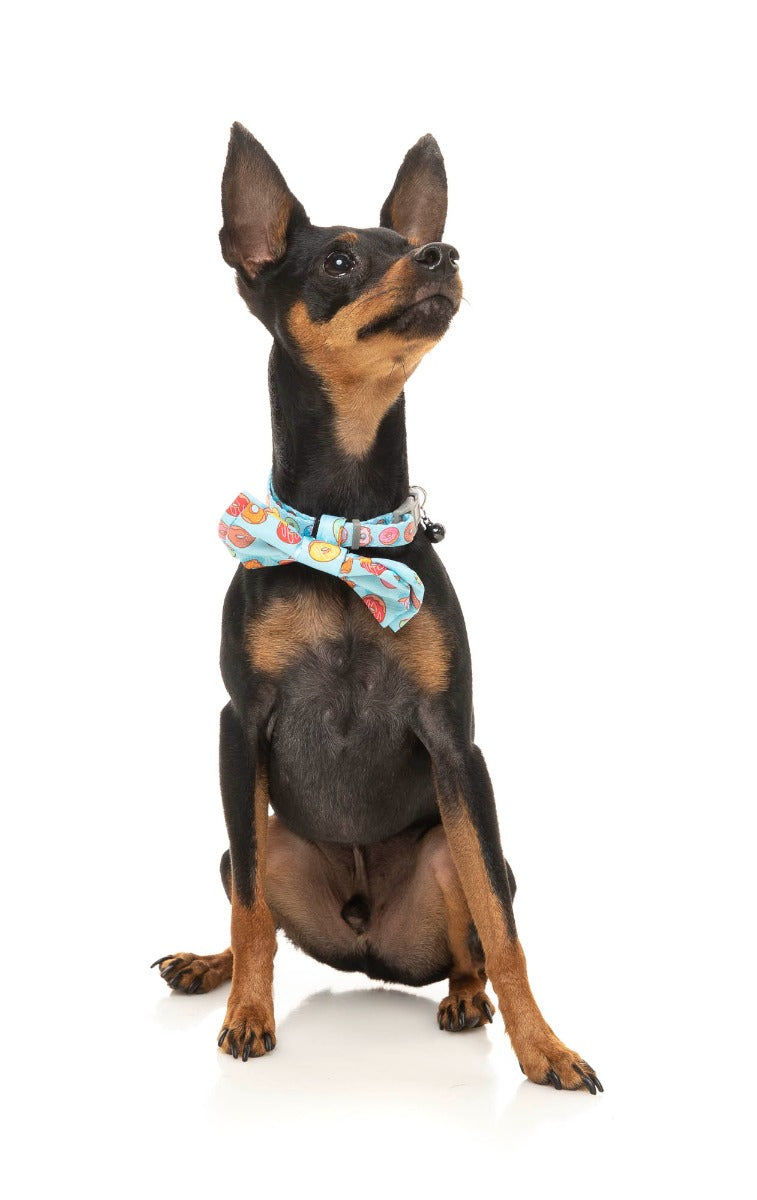 Miniature Pinscher wearing you drive me glazy pet bowtie