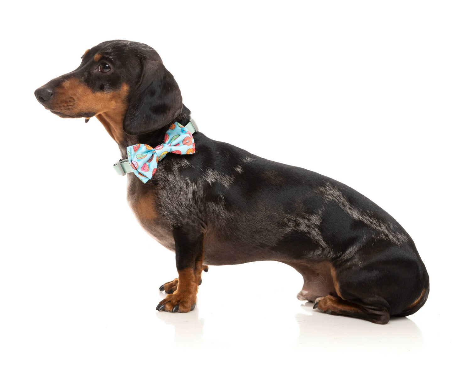 Dachshund wearing you drive me glazy pet bowtie