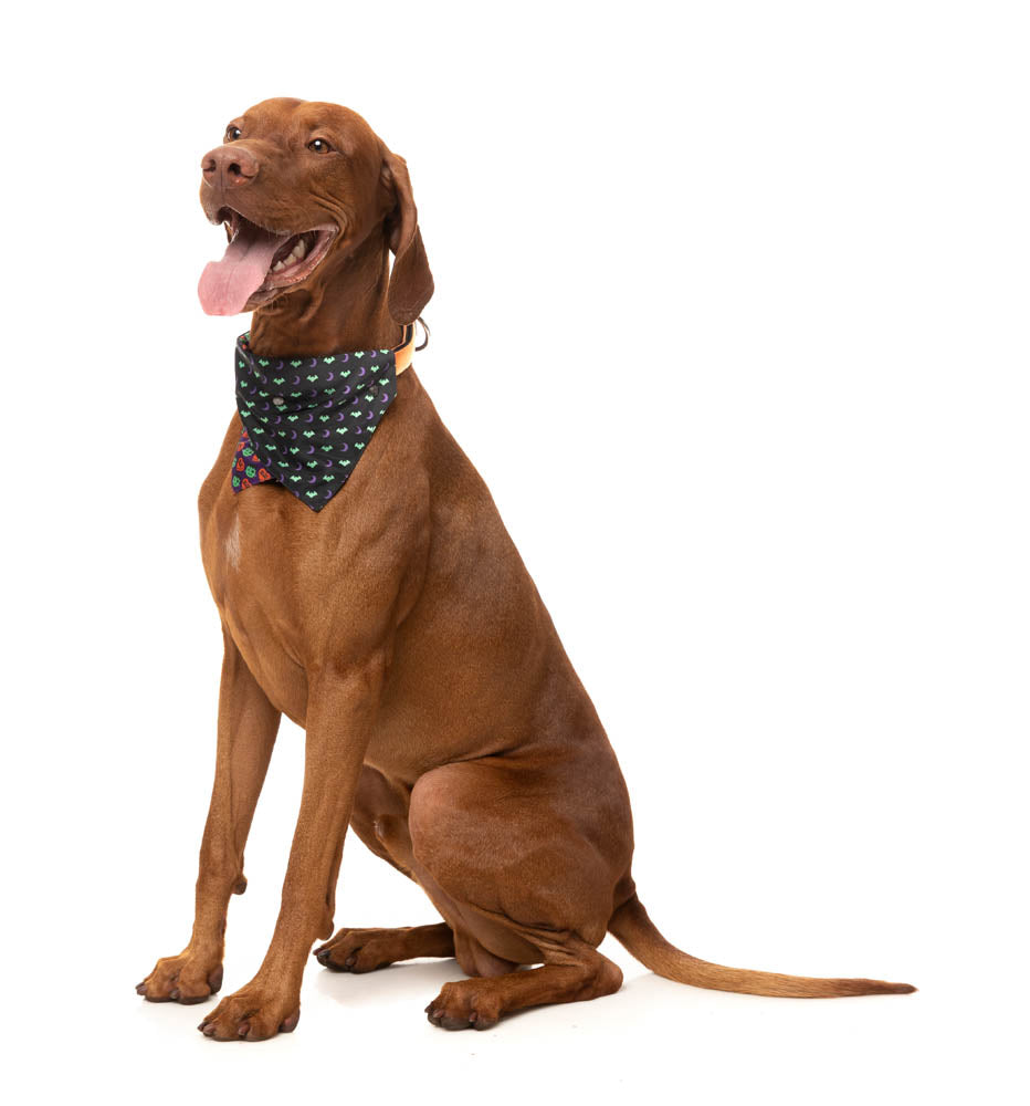 Be My Ghoul - Bandana - Halloween Pet Accessory by FuzzYard