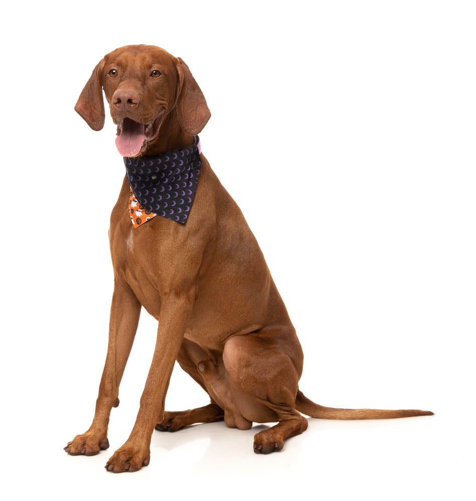 Boogie Nights - Bandana - Halloween Pet Accessory by FuzzYard