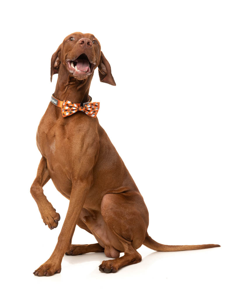 Boogie Nights - Bowtie - Halloween Pet Accessory by FuzzYard