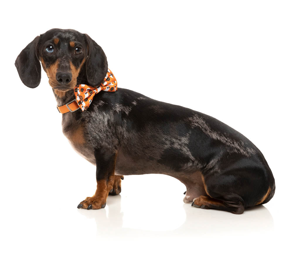 Boogie Nights - Bowtie - Halloween Pet Accessory by FuzzYard