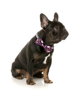 Jackpup - Bowtie by FuzzYard