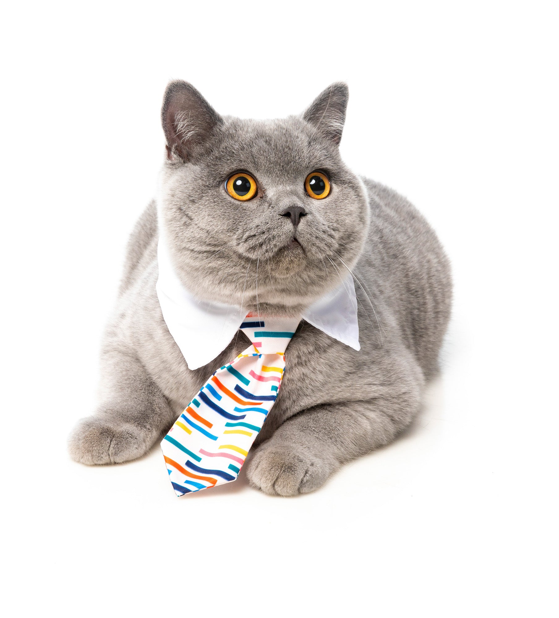 Lord Carnaby Necktie