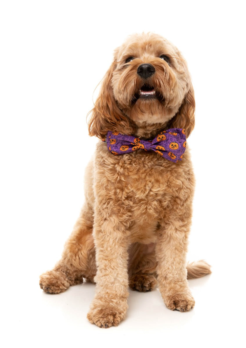 Jack Jack Jackie Lantern Bowtie Purple - by FuzzYard