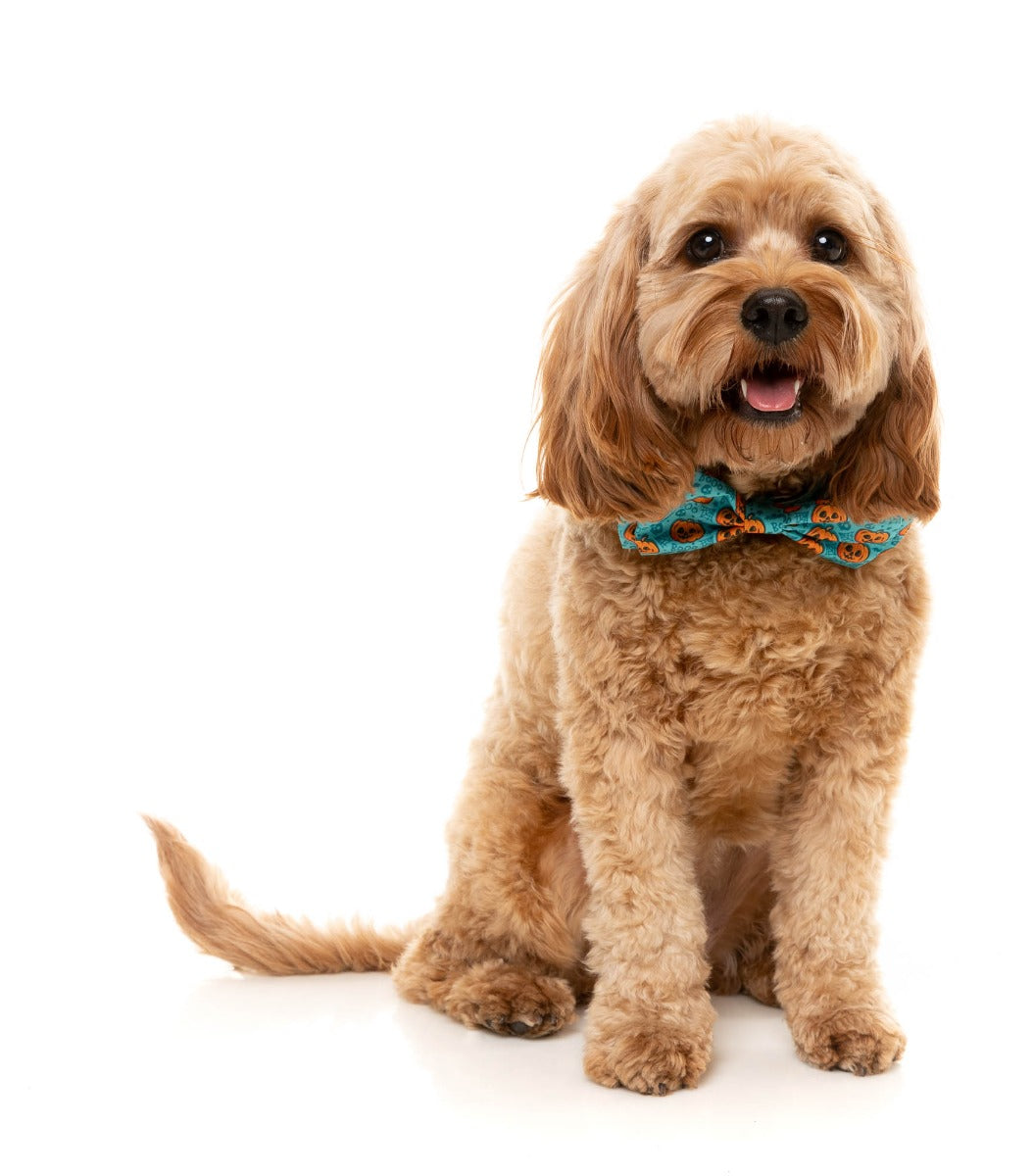 Jack Jack Jackie Bowtie - Teal by FuzzYard