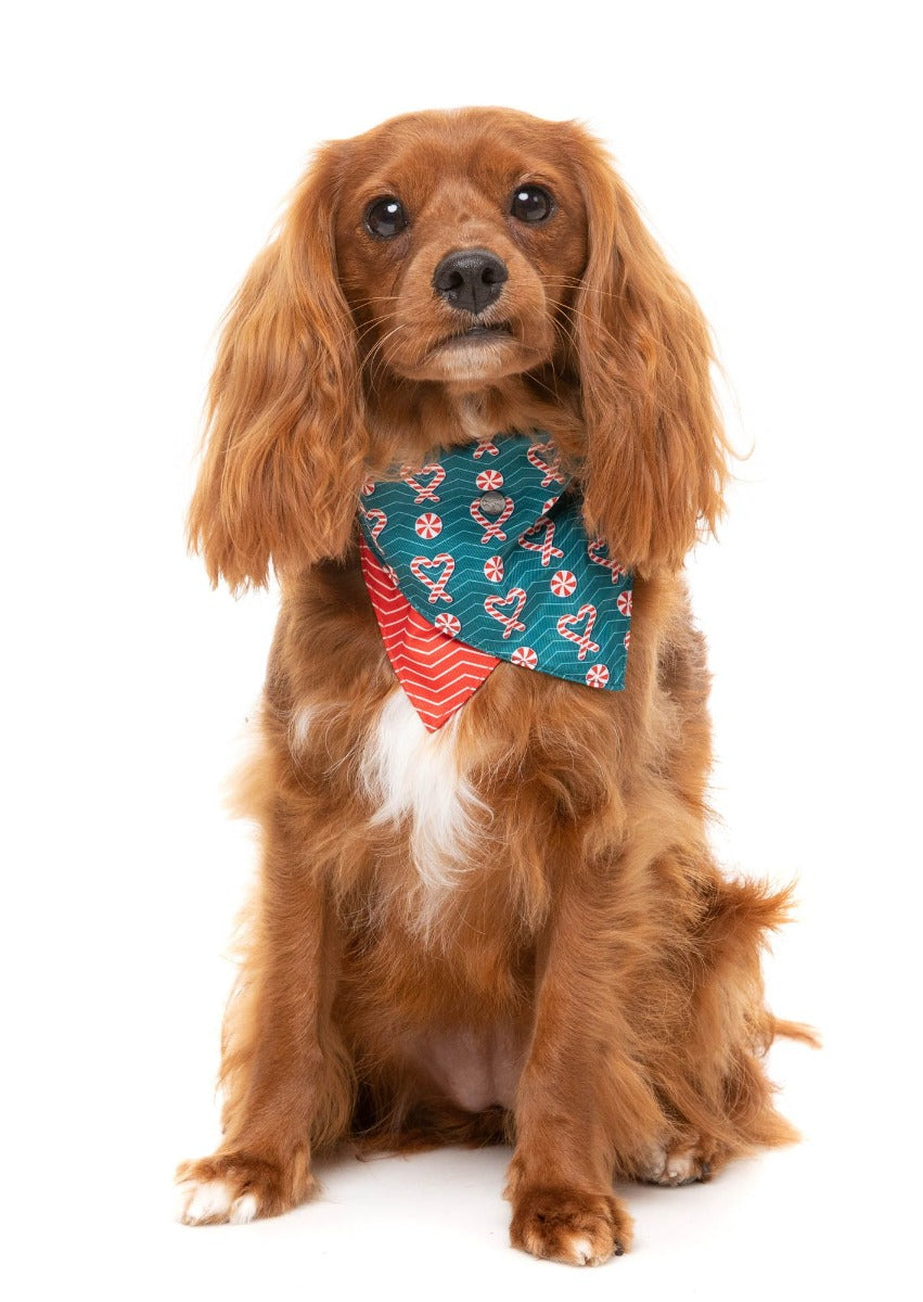 I Heart Candy Canes - Dog 2 Pack