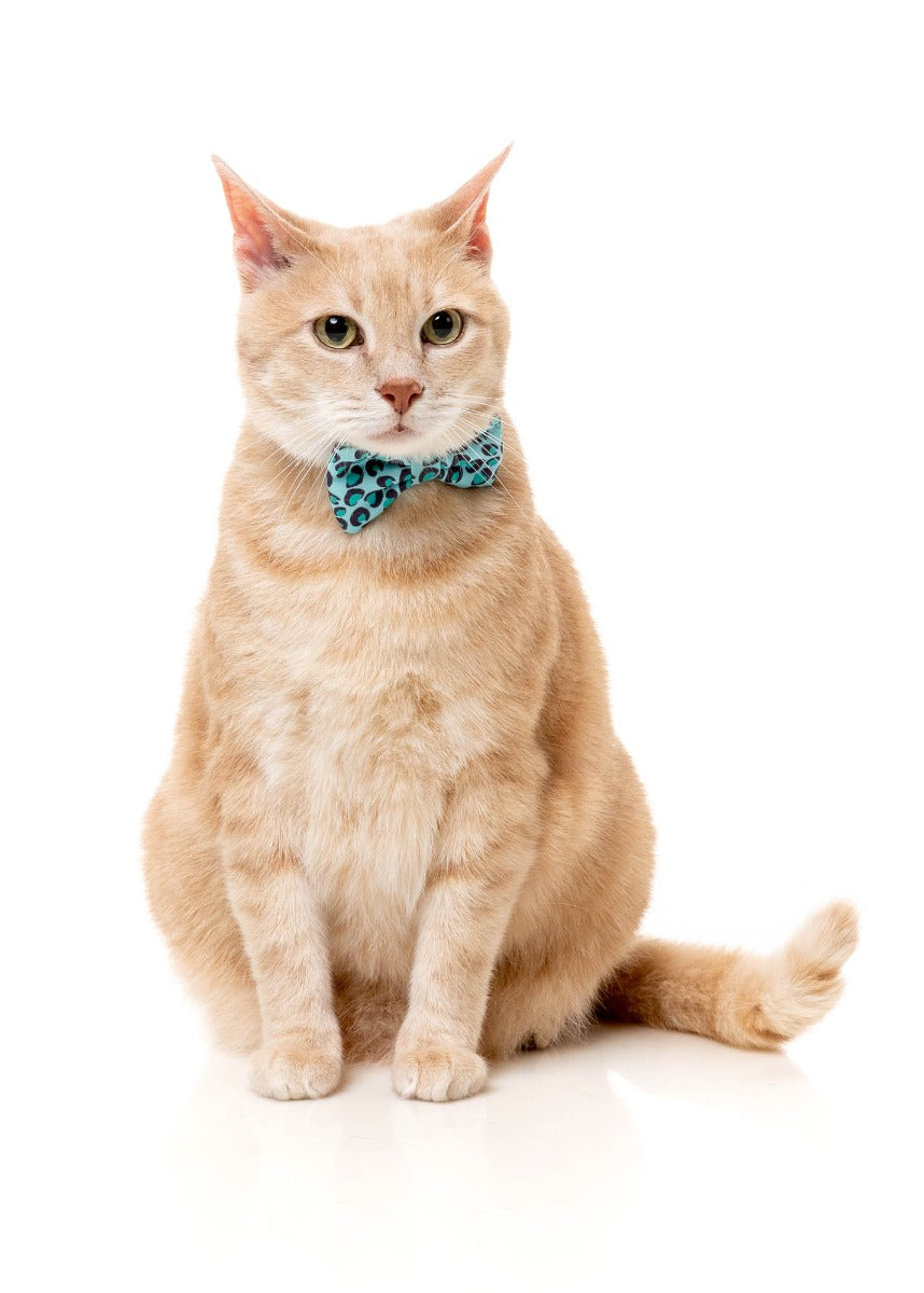 Wild One Aqua - Cat Fashion Pack by FuzzYard