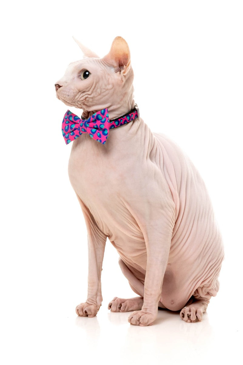 Wild One Bubblegum - Cat Fashion Pack by FuzzYard