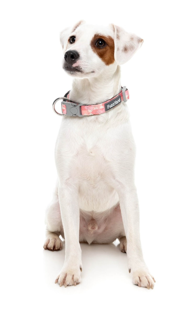Pink Lemonade - Dog Collar by FuzzYard