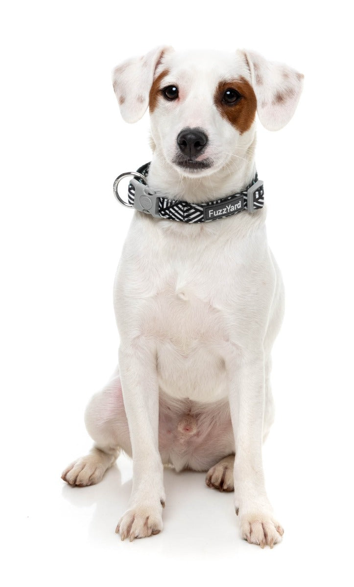 Fitzroy - Dog Collar by FuzzYard