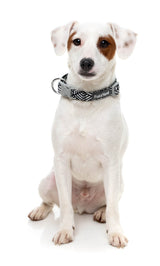 Fitzroy - Dog Collar by FuzzYard