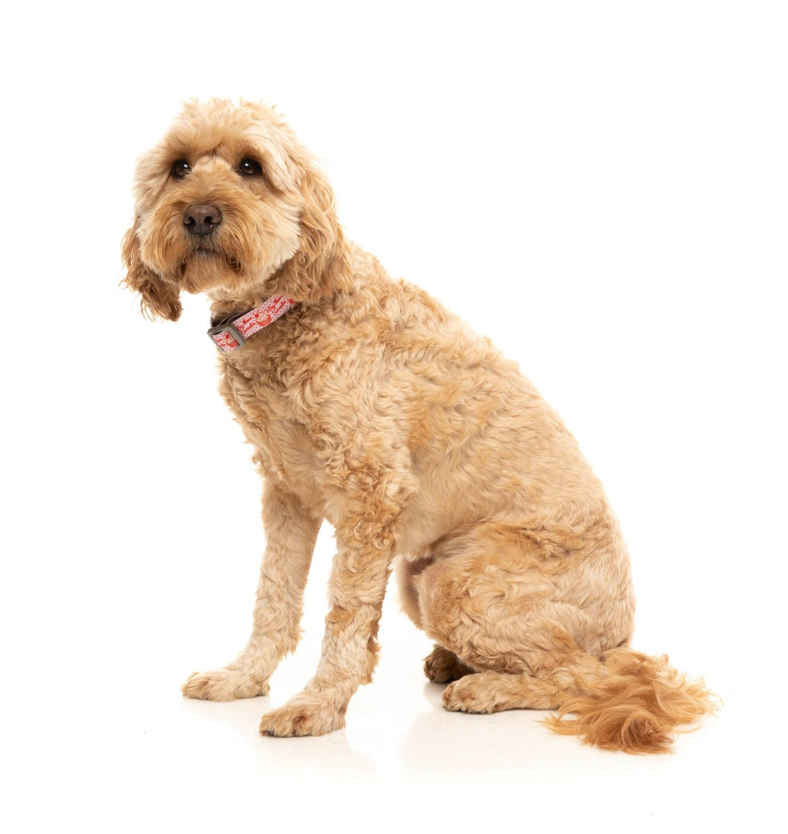 hey there sweetie dog collar on spoodle