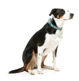 Gor-illz - Dog Collar by FuzzYard