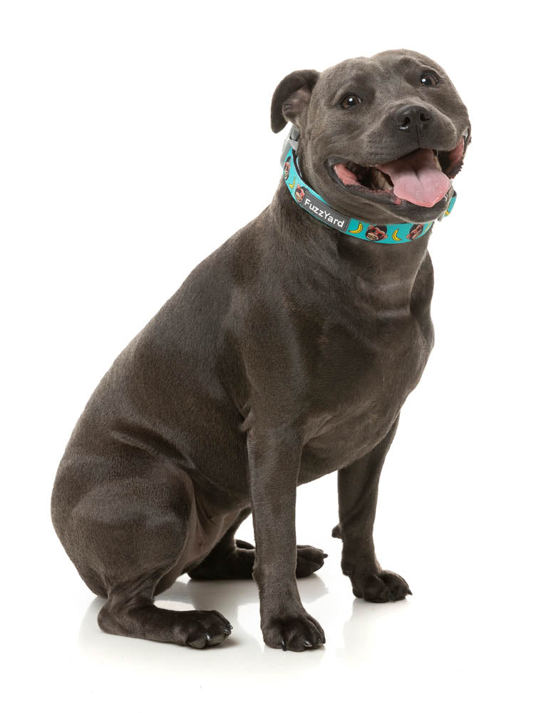 Gor-illz - Dog Collar by FuzzYard