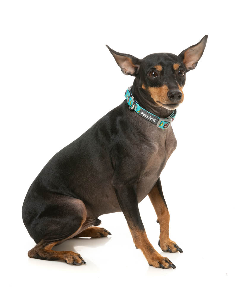 Gor-illz - Dog Collar by FuzzYard