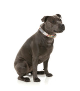 Ink'd Up - Dog Collar by FuzzYard