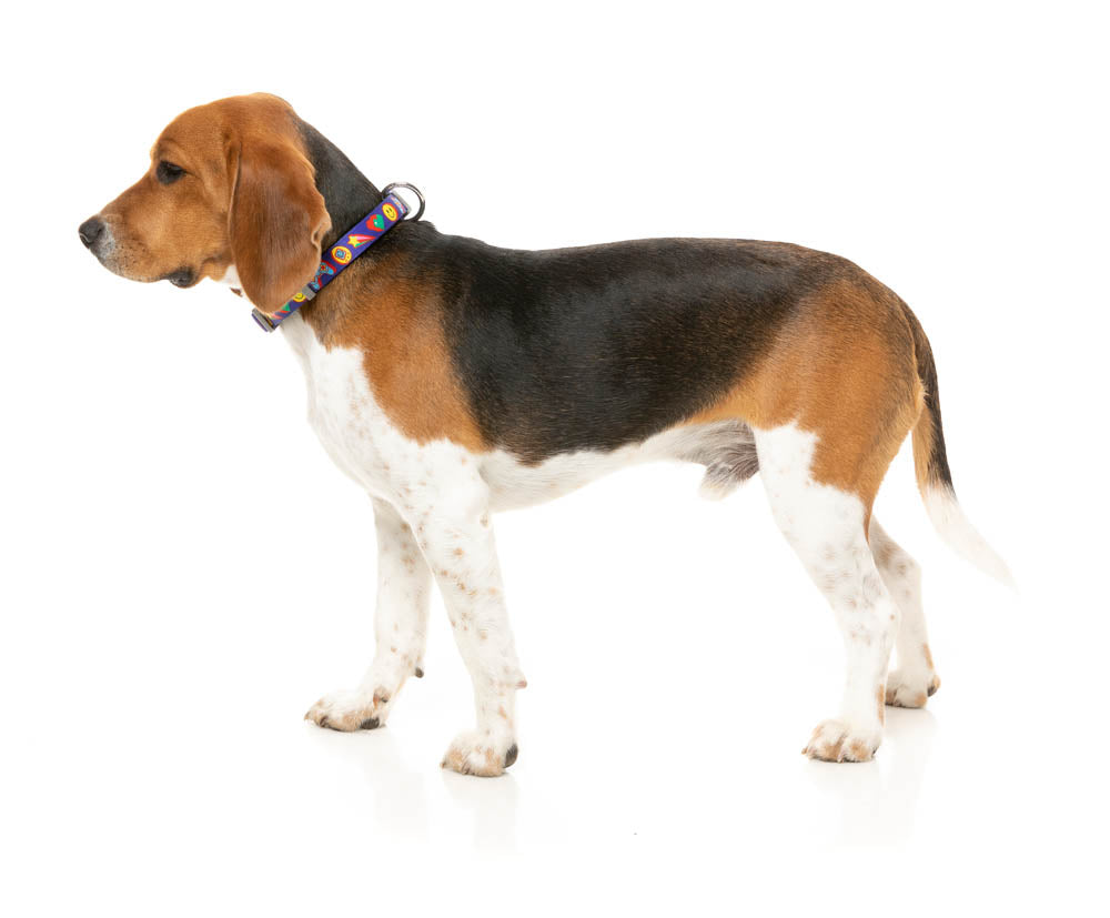 Highscore - Dog Collar by FuzzYard