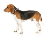 Highscore - Dog Collar by FuzzYard