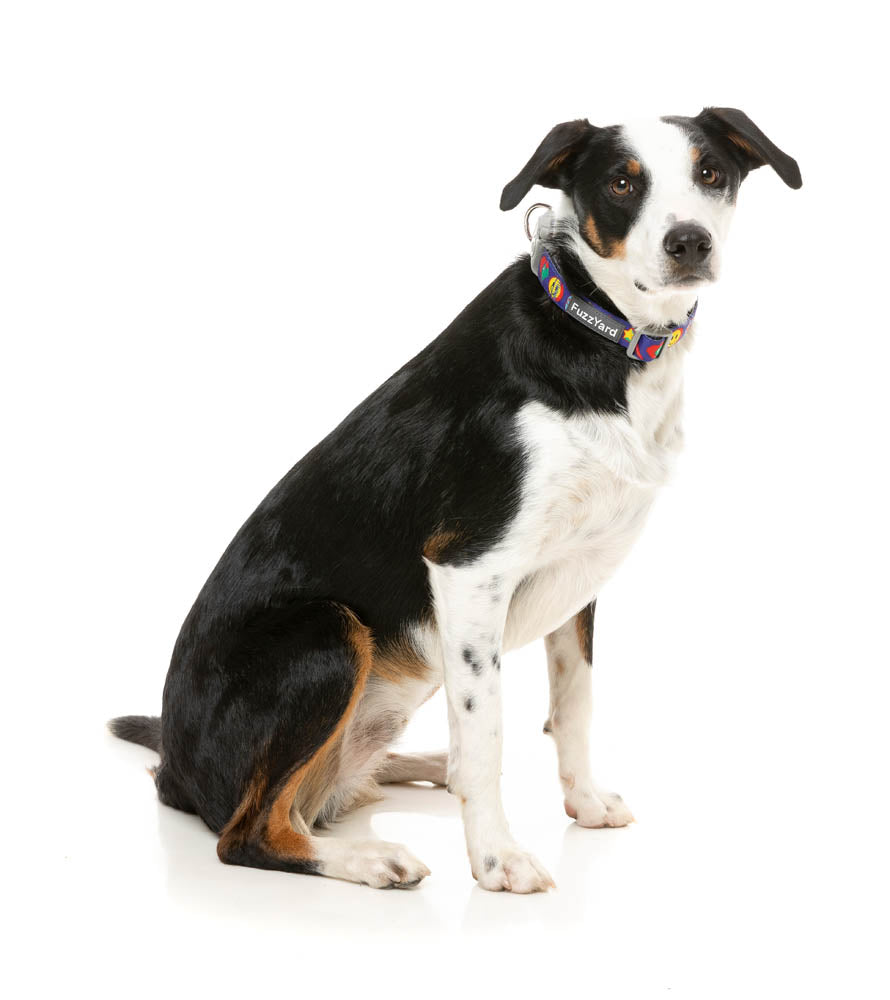 Highscore - Dog Collar by FuzzYard