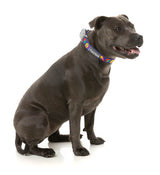 Highscore - Dog Collar by FuzzYard