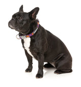 Jack Jack Jackie Lantern - Purple - Dog Collar by FuzzYard