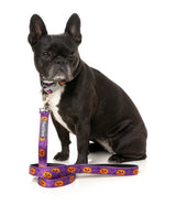 Jack Jack Jackie Lantern - Purple - Dog Lead by FuzzYard