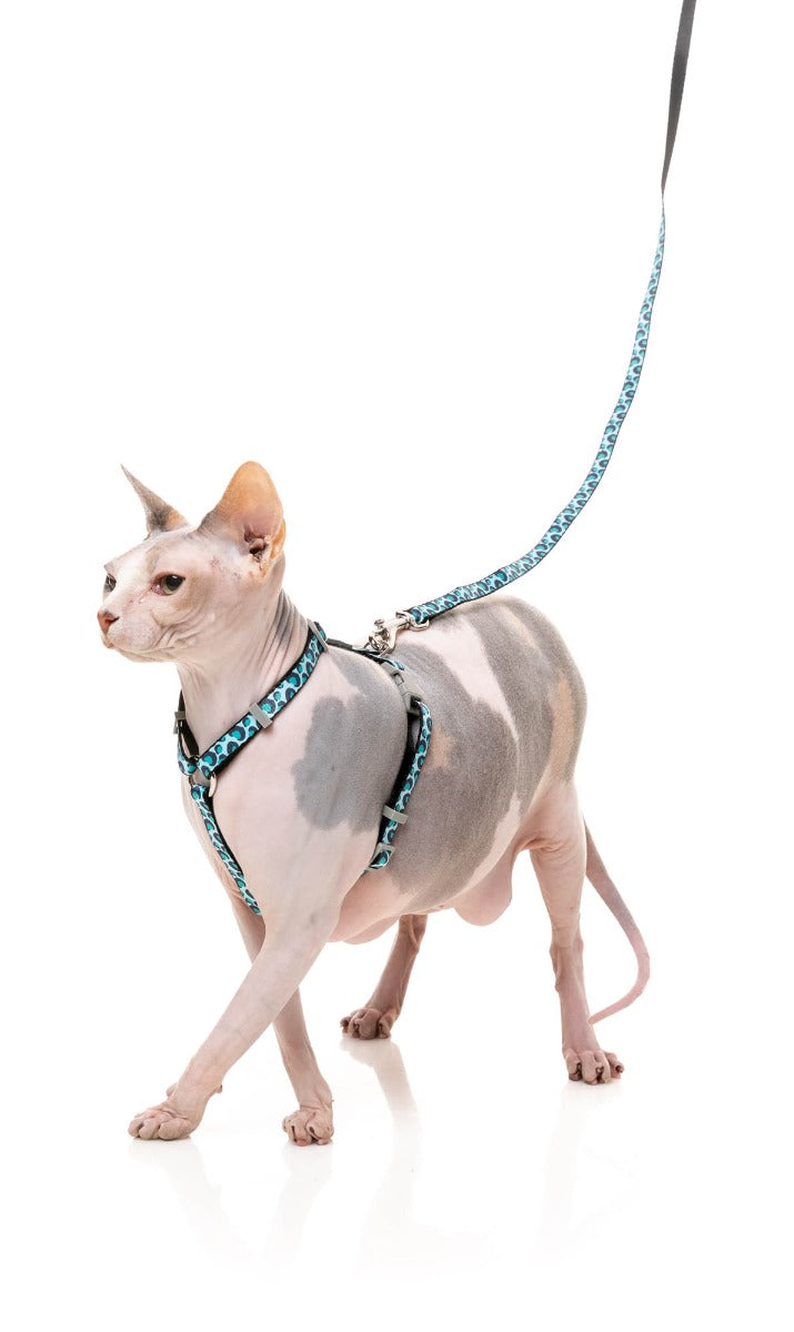 Wild One Aqua - Cat Walking Set by FuzzYard