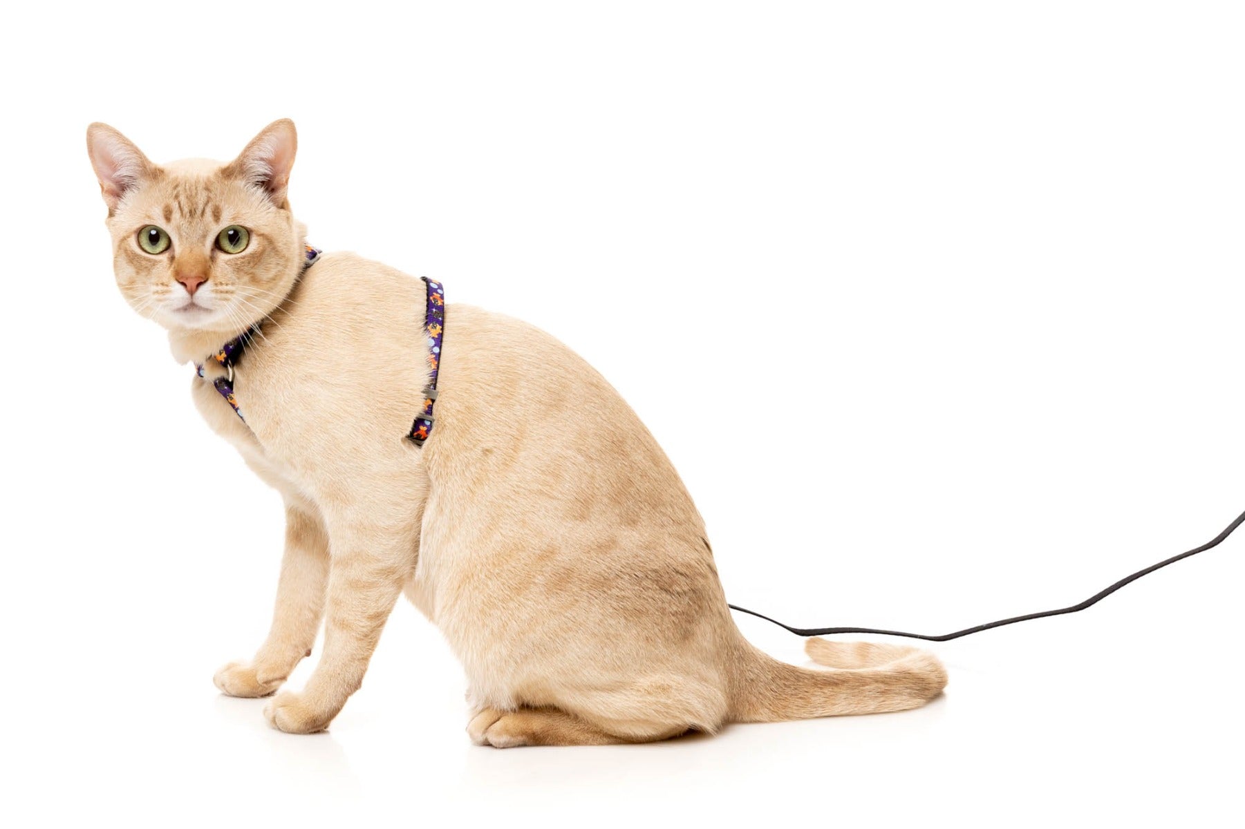 Caturday Night Fever - Cat Walking Set by FuzzYard
