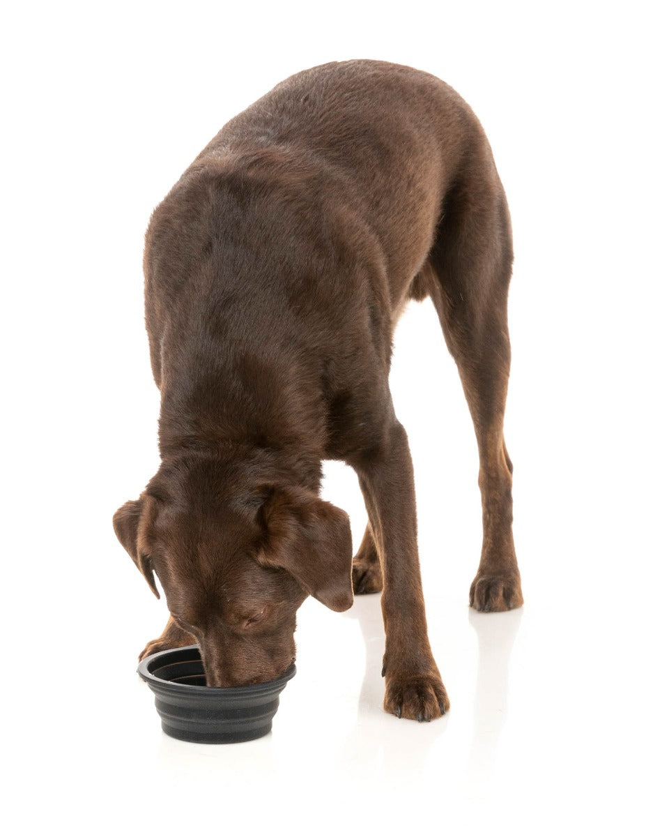 Collapsible Silicone Bowl by FY Active