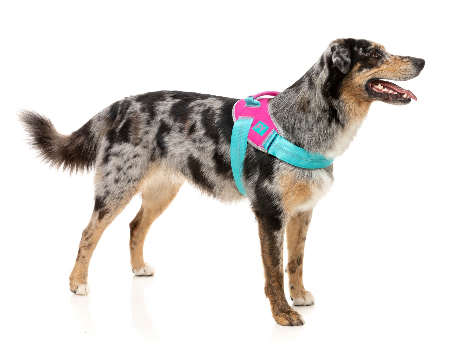 Flash Harness - Bubblegum by FuzzYard