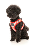 poodle in Hey There Sweetie - Step In Harness
