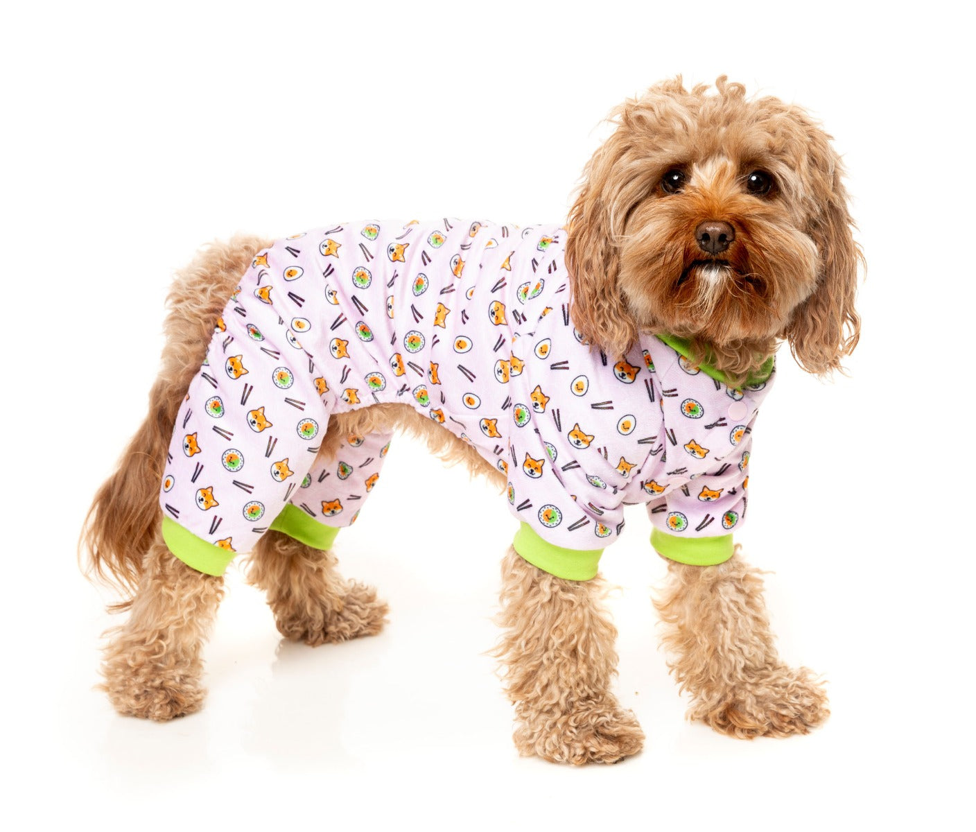 cavoodle wearing Pyjamas SuShiba for dogs and pets