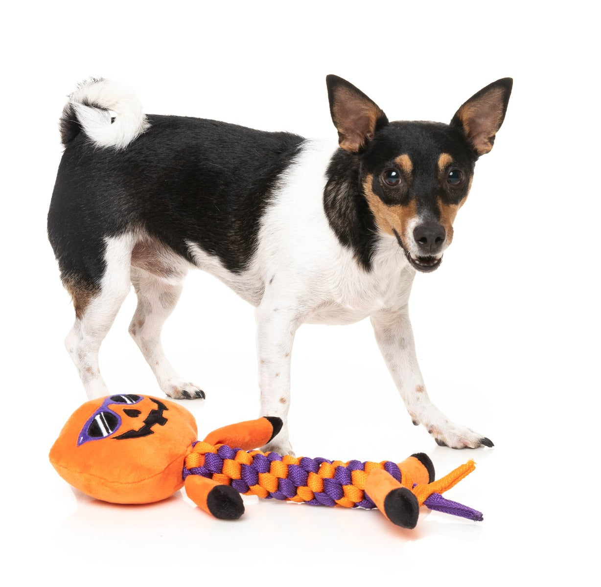 Gourdan Ramsay Dog Toy by FuzzYard